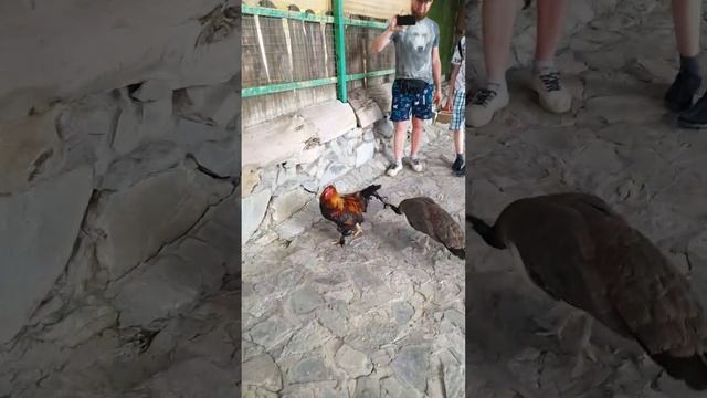 вольер с птицами в контактном зоопарке Олимп смотреть онлайн