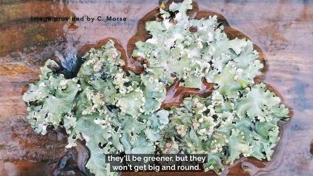 Fascinating Lichen Adaptations смотреть онлайн