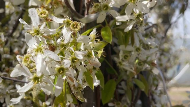 Цветение в Ромашкино Парк смотреть онлайн