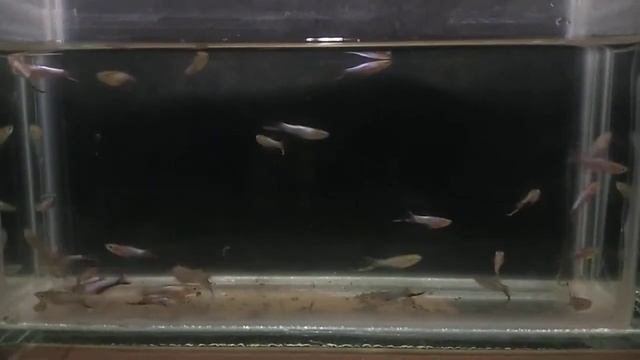 Guppy endler blue star смотреть онлайн