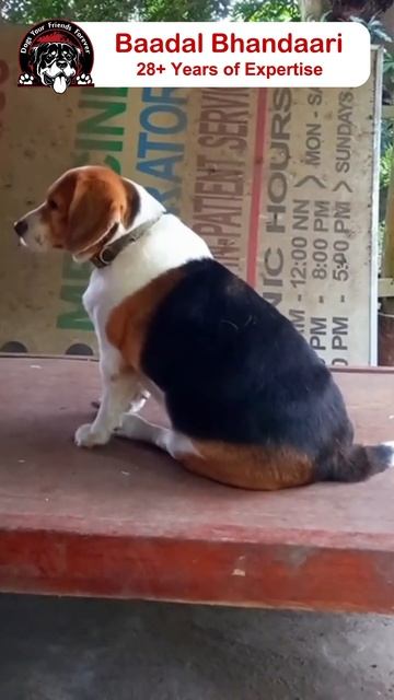 Beagles 😍 - The Tiny Guardians❗️ смотреть онлайн