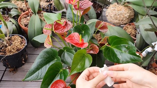 1 Cup Per Month! Anthurium Blooms Non stop All Year Long смотреть онлайн