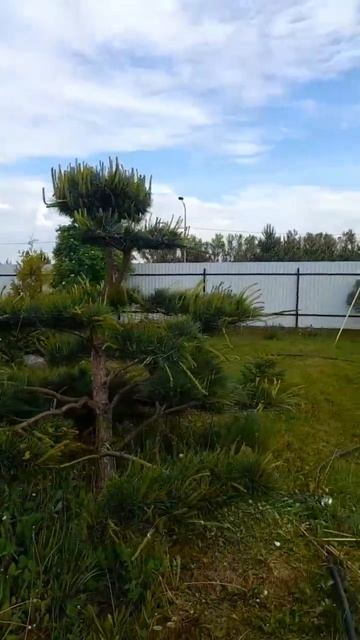 Ниваки #интересно #машины #рекомендации смотреть онлайн