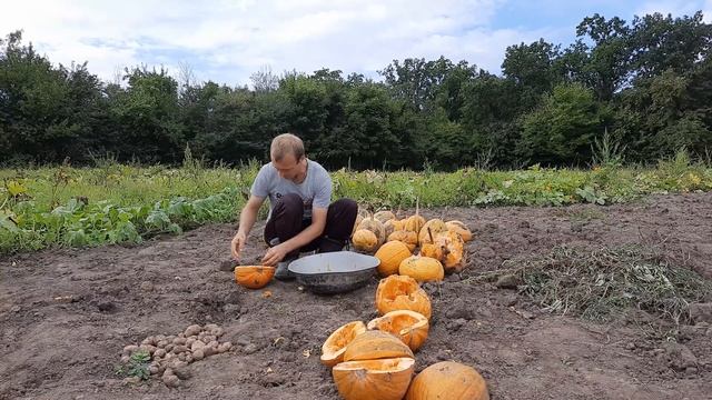 Выбираем семечки с тыкв урожай 2021 года часть 2 | Choosing pumpkin seeds harvest 2021 part 2 смотреть онлайн