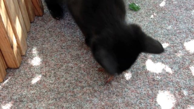Cat vs Weta смотреть онлайн