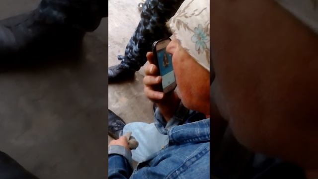Деди хулиган смотреть онлайн