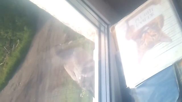 Голубь насрал смотреть онлайн