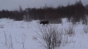 Охота на лося. И вновь удача в первом же загоне!!!