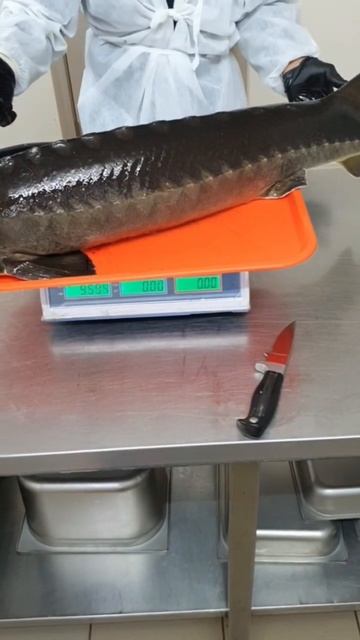 КРУПНЫЙ УЛОВ! Взвешиваем рыбу. ￼#shorts #short #shortvideo #fishing #еда смотреть онлайн