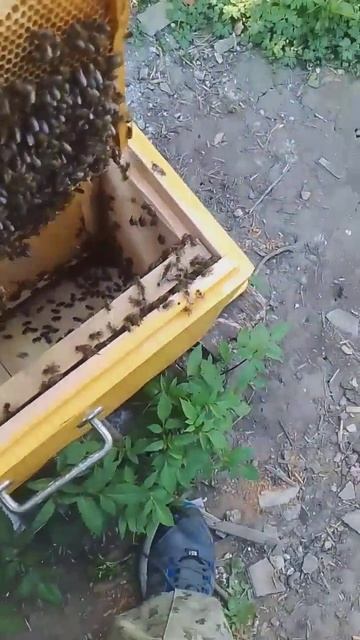 рой пчёл строит соты 🐝 смотреть онлайн