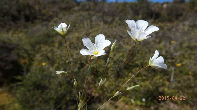 Minuartia sp Sithonia Chalcidice Greece смотреть онлайн