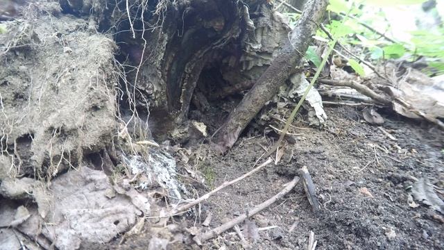 Зарянка 170527 4 у Трамвая птенцы 170530 1 11 смотреть онлайн