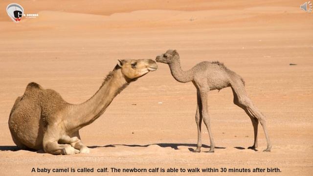 CAMEL PPT VIDEO FOR KIDS смотреть онлайн