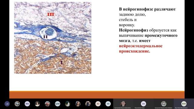 Гистология - лекция 3 смотреть онлайн