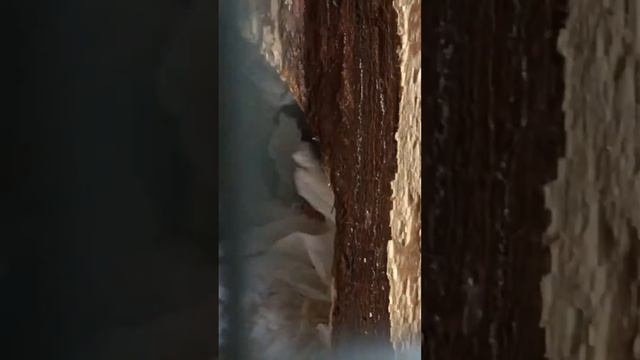 Degu New Pups смотреть онлайн