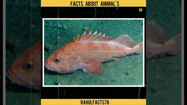 सबसे ज्यादा जिने वाला जीव कौन हैं || Amazing facts in hindi || #facts #shorts #ytshorts смотреть онлайн