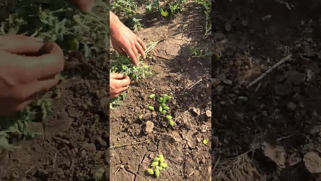 Совка на нуте смотреть онлайн