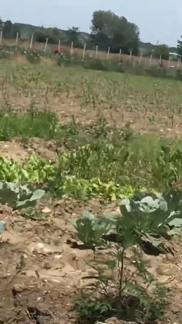 Начало работ на малиновом поле. 21 июня 2022 г. смотреть онлайн