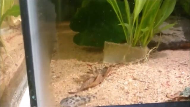 Aspidoras sp. (Cw052) - Update 3/18/2016 смотреть онлайн