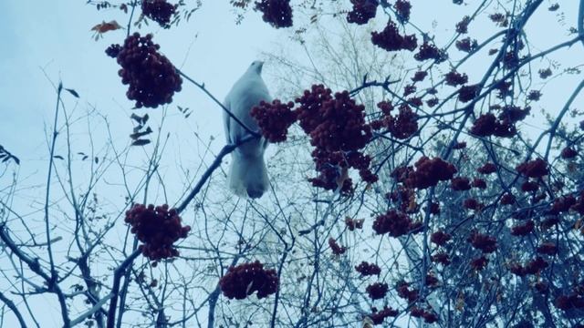 кемерово птицы смотреть онлайн