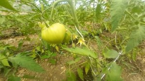 Мадрид F 1  Томат 28 05 2024 года