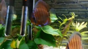 Discus 1