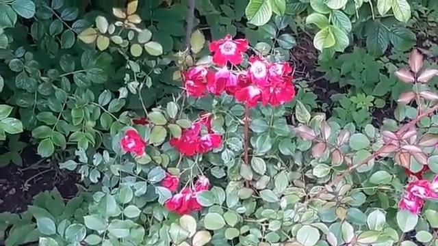 Летний день.