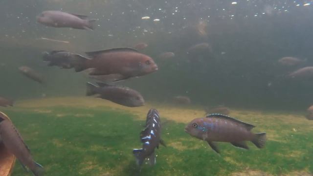潛艇鯛 (Pseudotropheus elongatus jewel spot) смотреть онлайн