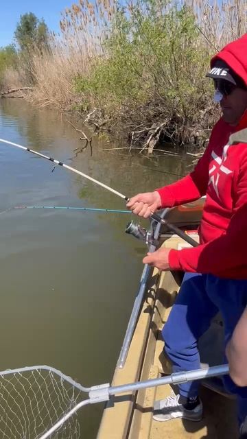 10000#Астрахань #огромная #вобла #гнет #крокодил