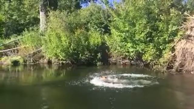 Dog Playground смотреть онлайн