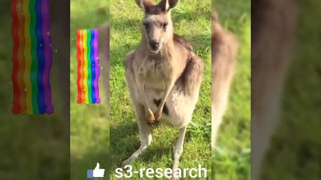 baby kangaroo ( joey ) смотреть онлайн