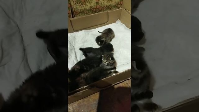ПЕРВЫЕ ШАГИ КОШАРИКОВ😻🥰🥰🥰 День 12 смотреть онлайн