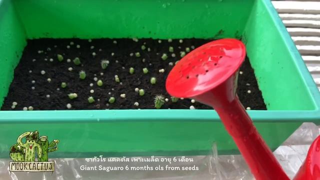 อัพเดท ไจแอ้นท์ ซากัวโร อายุ 6 เดือน | Giant Saguaro 6 Months Old From Seeds | MookCactus