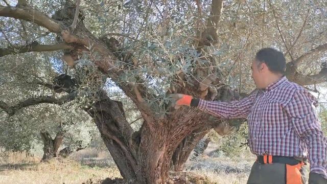 Curso de poda y manejo del olivar en Segorbe (Castellón). Olivo casi milenario (I). смотреть онлайн