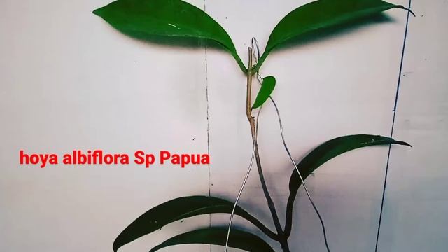 FORSALE -- HOYA ALBIFLORA SP PAPUA FROM INDONESIA 🇮🇩