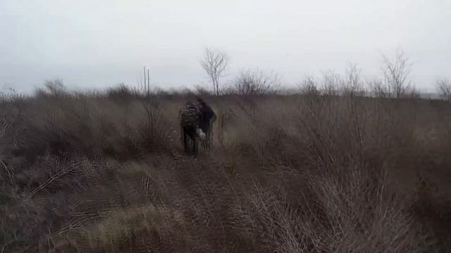 Выпускаем фазана. Пополняем угодье молодняком. смотреть онлайн