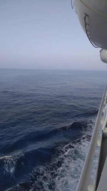 Дельфины в Средиземном море смотреть онлайн