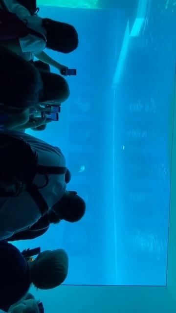 Водные жители смотреть онлайн