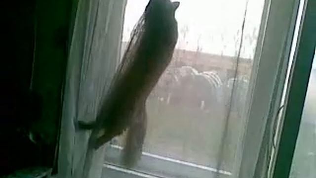 The cat and the fly смотреть онлайн