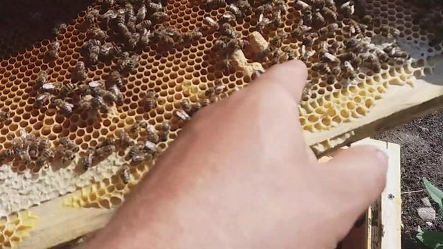 Пчелопакеты из Узбекистана. Проблемы с маткой смотреть онлайн