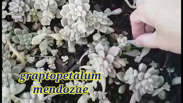 Sedum stonecrop collection смотреть онлайн
