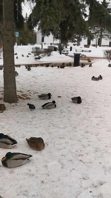 Птичий двор, Тверь. Poultry yard, Tver.#забавныеживотные #утки #голуби #галки #птицы #зимовка #твер