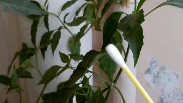 How to pollinate peppers by hand & get Huge pepper Yields смотреть онлайн