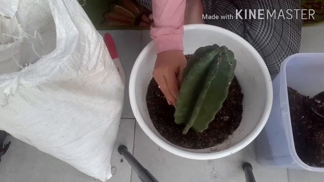 Cara Menanam Kaktus Koboi Cereus Peruvianus смотреть онлайн