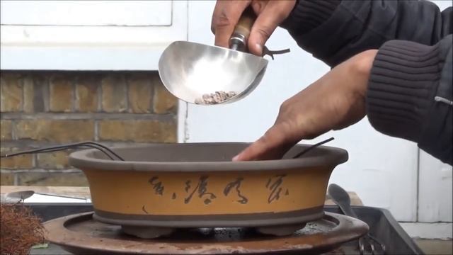 Apple Bonsai Repoting смотреть онлайн