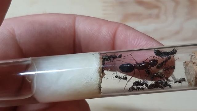 🐜 Camponotus turkestanicus - Colony Update [Tydzień 41] смотреть онлайн