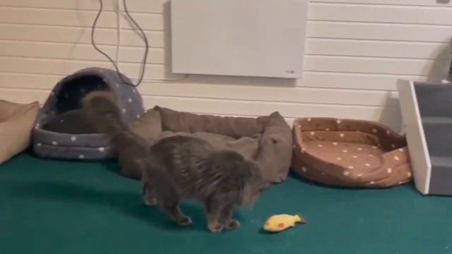 КоТтэдж смотреть онлайн