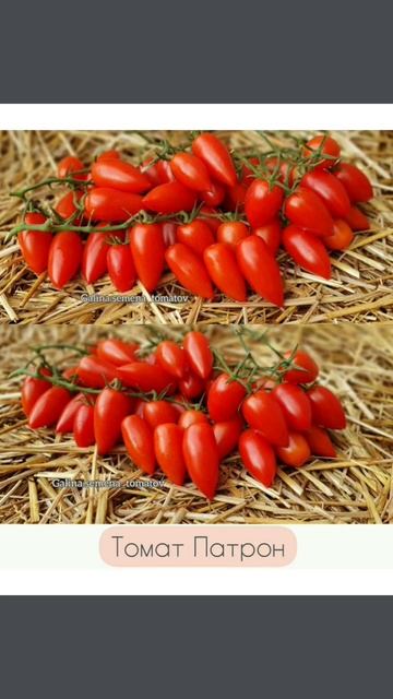 СОРТОВЫЕ СЕМЕНА🍅 #томаты #dwarf #помидоры #подкормки #огород #огурцы #москва #семенатоматов смотреть онлайн