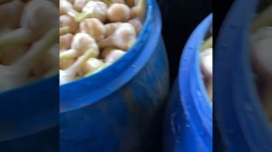 Чеснок соленый