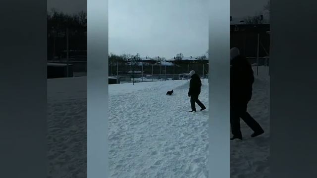 Зимний футбол по собачьи. Пенсионер и такса смотреть онлайн